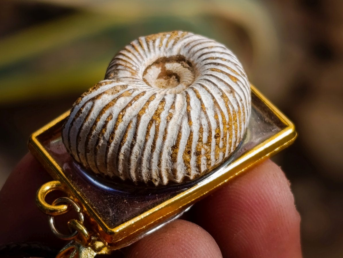 Handmade Natural Perisphinctid Ammonite Fossil Necklace x 1 From Madagascar