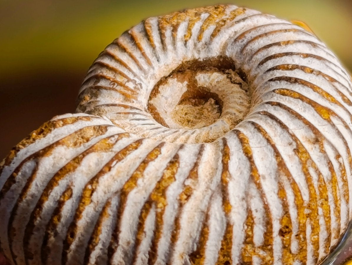 Handmade Natural Perisphinctid Ammonite Fossil Necklace x 1 From Madagascar