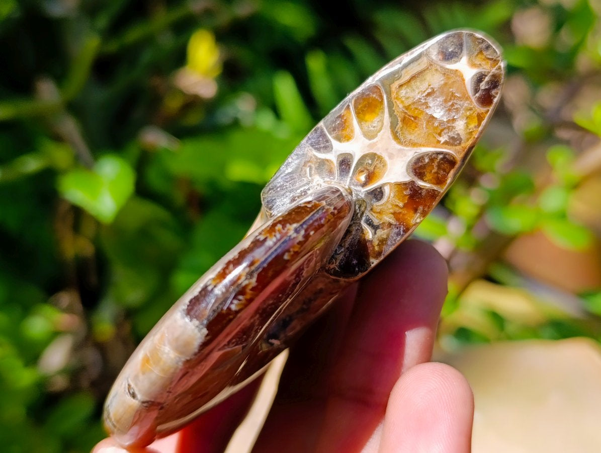 Polished Whole Cleoniceras Ammolite Ammonite Fossil x 1 From Madagascar