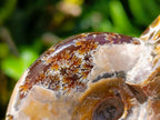 Polished Whole Cleoniceras Ammolite Ammonite Fossil x 1 From Madagascar