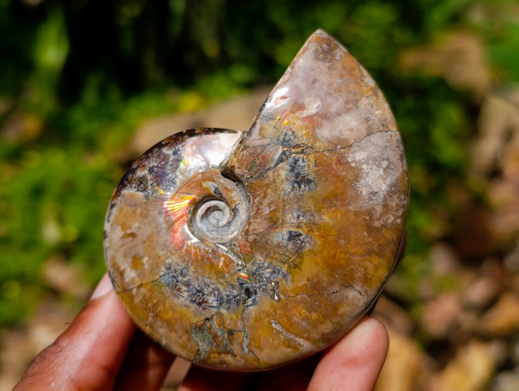 Polished Whole Cleoniceras Ammolite Ammonite Fossil x 1 From Madagascar