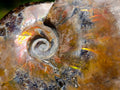 Polished Whole Cleoniceras Ammolite Ammonite Fossil x 1 From Madagascar
