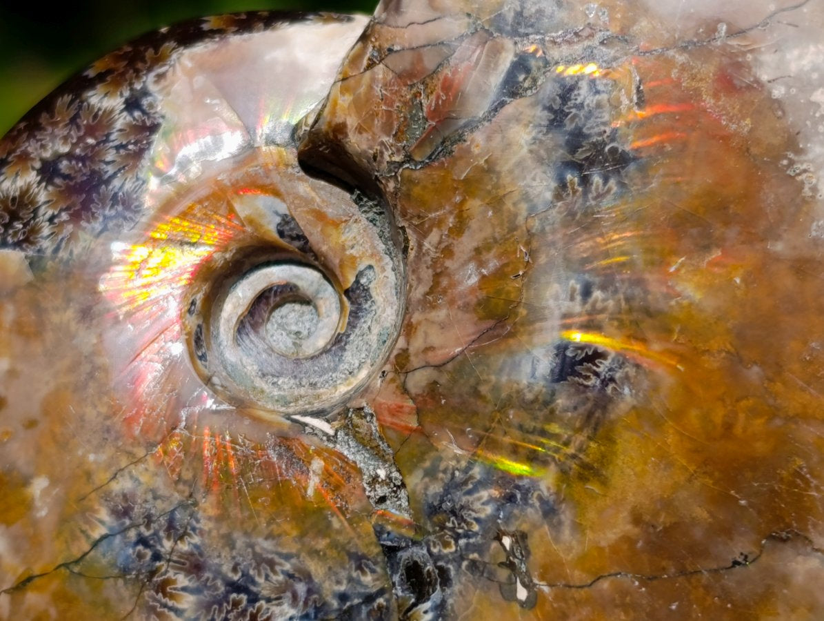 Polished Whole Cleoniceras Ammolite Ammonite Fossil x 1 From Madagascar
