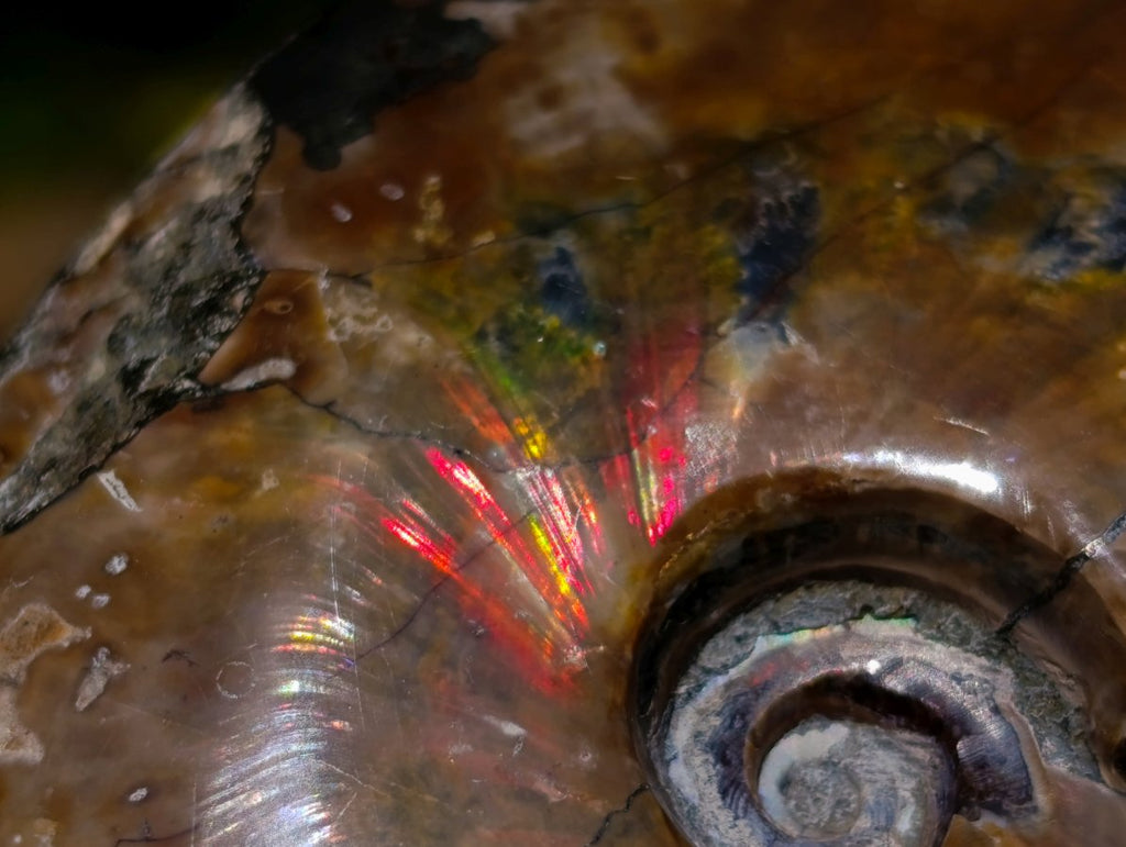 Polished Whole Cleoniceras Ammolite Ammonite Fossil x 1 From Madagascar
