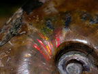 Polished Whole Cleoniceras Ammolite Ammonite Fossil x 1 From Madagascar