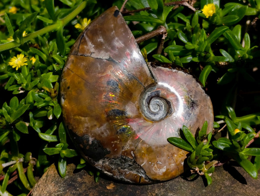 Polished Whole Cleoniceras Ammolite Ammonite Fossil x 1 From Madagascar