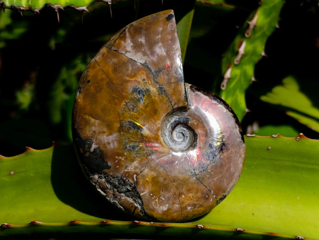 Polished Whole Cleoniceras Ammolite Ammonite Fossil x 1 From Madagascar