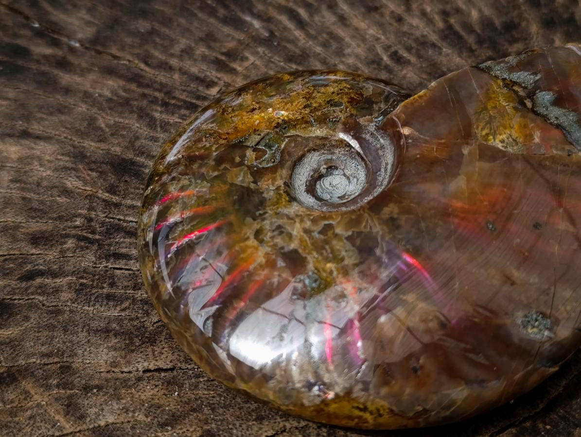 Polished Ammolite Opalized Cleoniceras Ammonite Fossil x 1 From Tulear, Madagascar