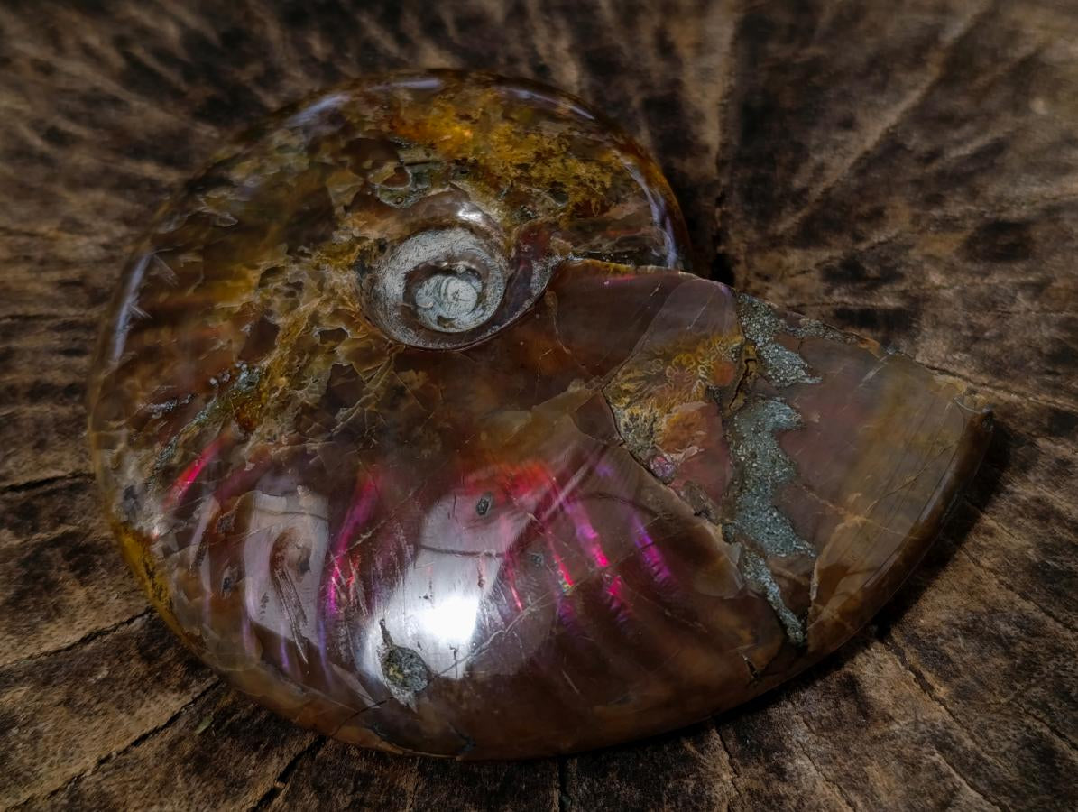 Polished Ammolite Opalized Cleoniceras Ammonite Fossil x 1 From Tulear, Madagascar