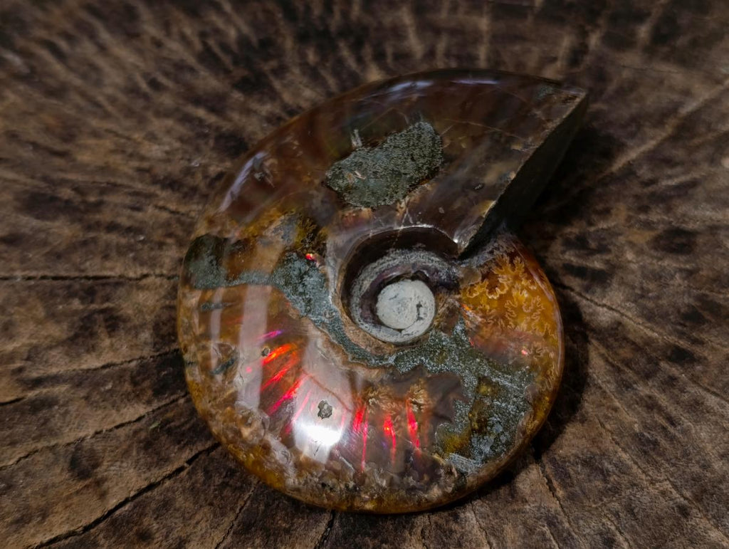 Polished Ammolite Opalized Cleoniceras Ammonite Fossil x 1 From Tulear, Madagascar