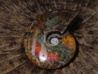 Polished Ammolite Opalized Cleoniceras Ammonite Fossil x 1 From Tulear, Madagascar