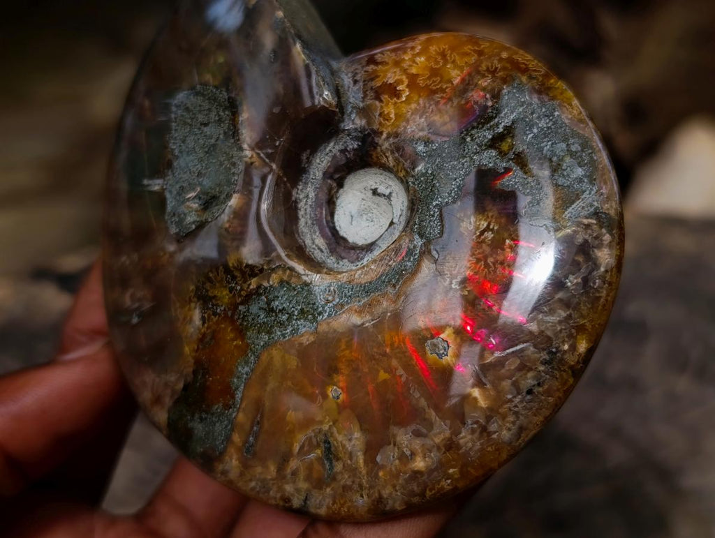 Polished Ammolite Opalized Cleoniceras Ammonite Fossil x 1 From Tulear, Madagascar