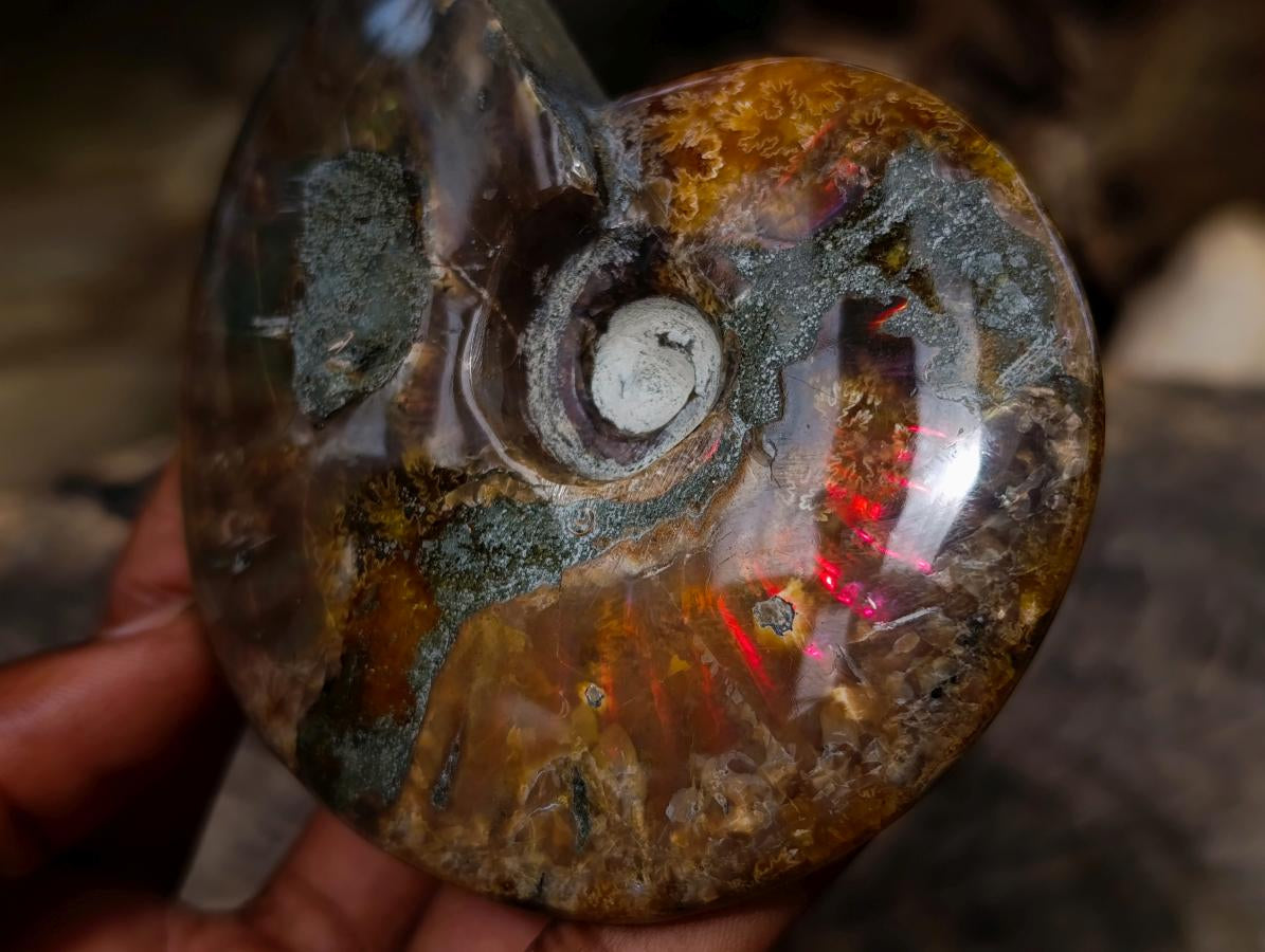 Polished Ammolite Opalized Cleoniceras Ammonite Fossil x 1 From Tulear, Madagascar