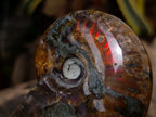 Polished Ammolite Opalized Cleoniceras Ammonite Fossil x 1 From Tulear, Madagascar