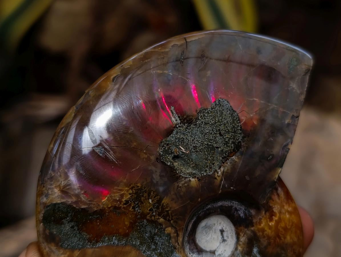 Polished Ammolite Opalized Cleoniceras Ammonite Fossil x 1 From Tulear, Madagascar