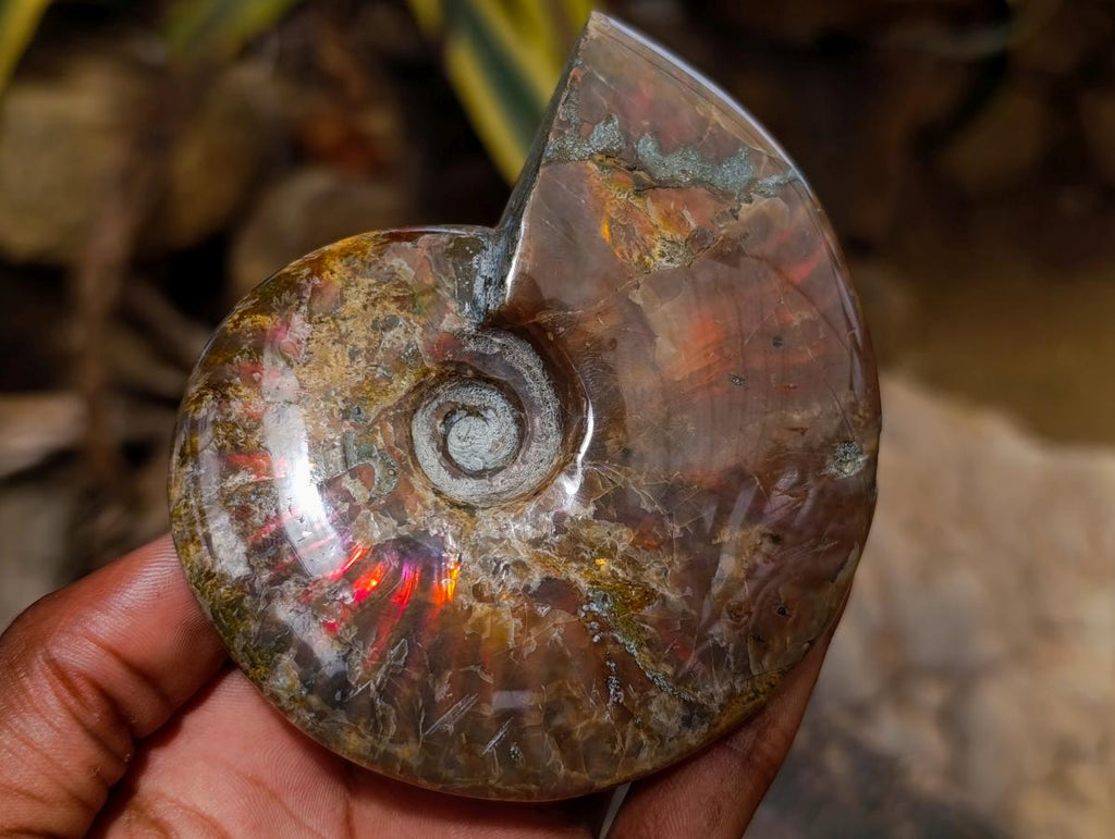 Polished Ammolite Opalized Cleoniceras Ammonite Fossil x 1 From Tulear, Madagascar