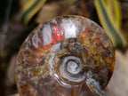 Polished Ammolite Opalized Cleoniceras Ammonite Fossil x 1 From Tulear, Madagascar