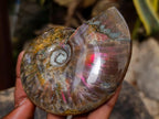 Polished Ammolite Opalized Cleoniceras Ammonite Fossil x 1 From Tulear, Madagascar