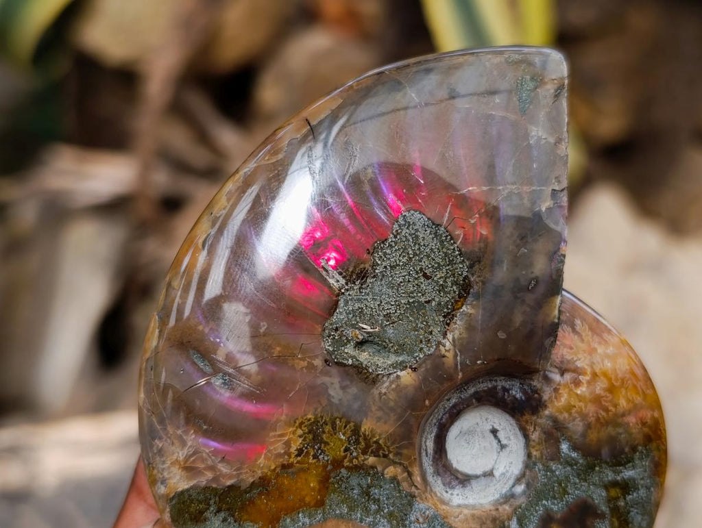 Polished Ammolite Opalized Cleoniceras Ammonite Fossil x 1 From Tulear, Madagascar