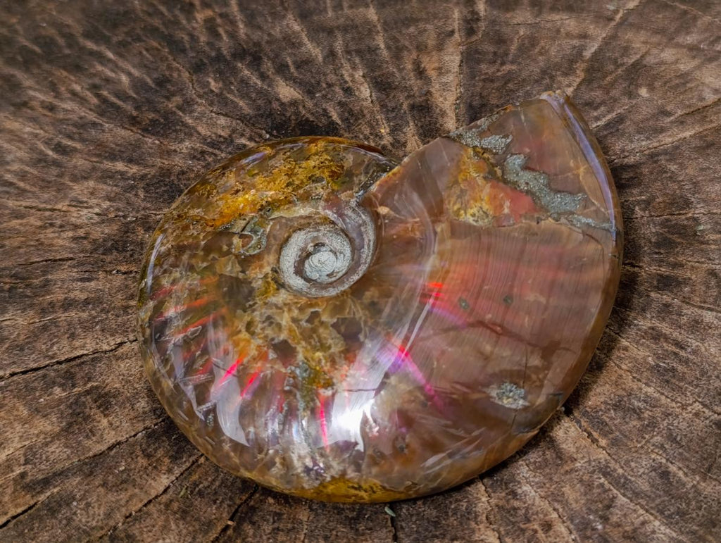 Polished Ammolite Opalized Cleoniceras Ammonite Fossil x 1 From Tulear, Madagascar