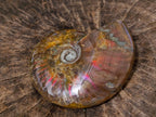 Polished Ammolite Opalized Cleoniceras Ammonite Fossil x 1 From Tulear, Madagascar