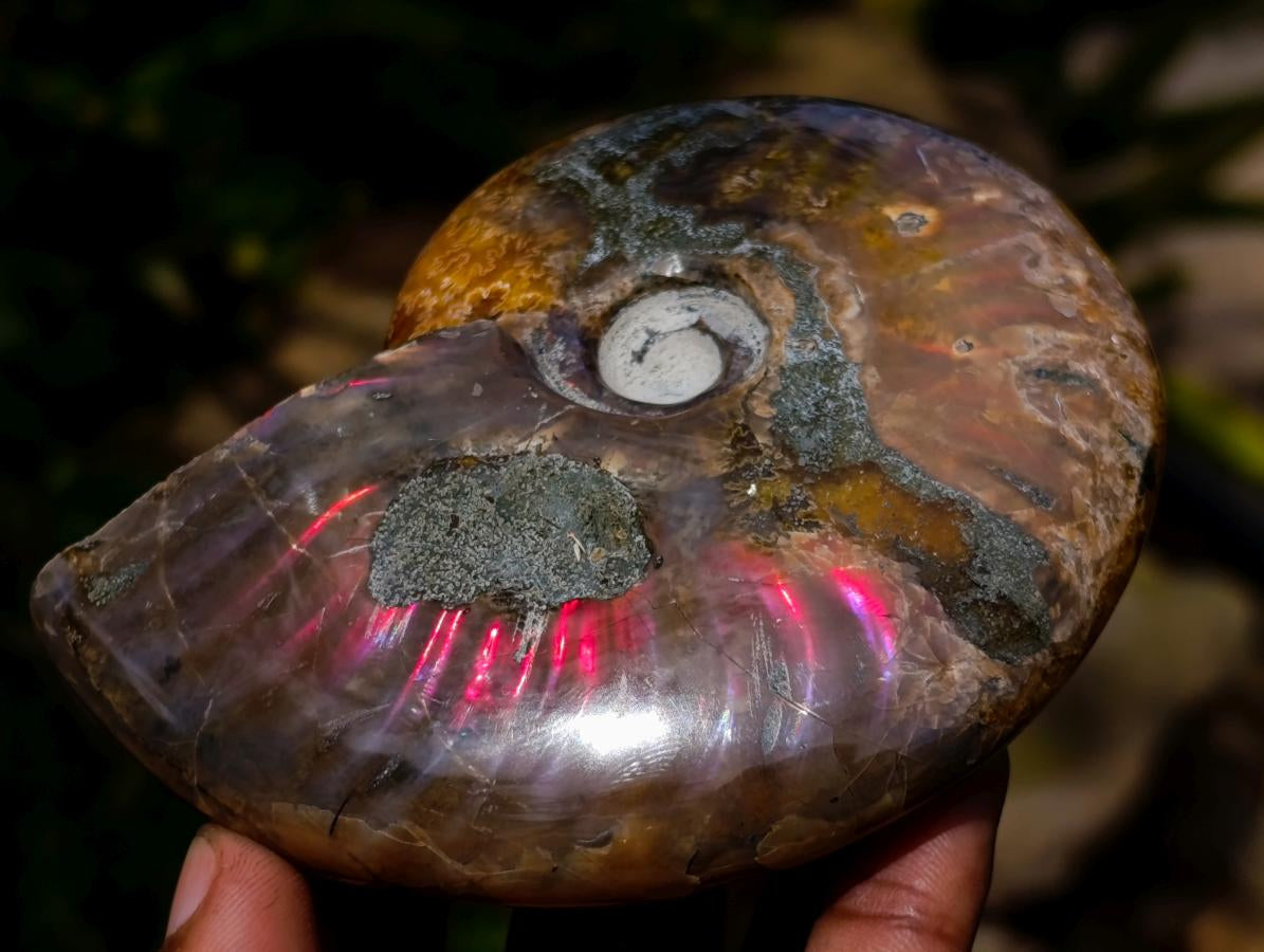 Polished Ammolite Opalized Cleoniceras Ammonite Fossil x 1 From Tulear, Madagascar