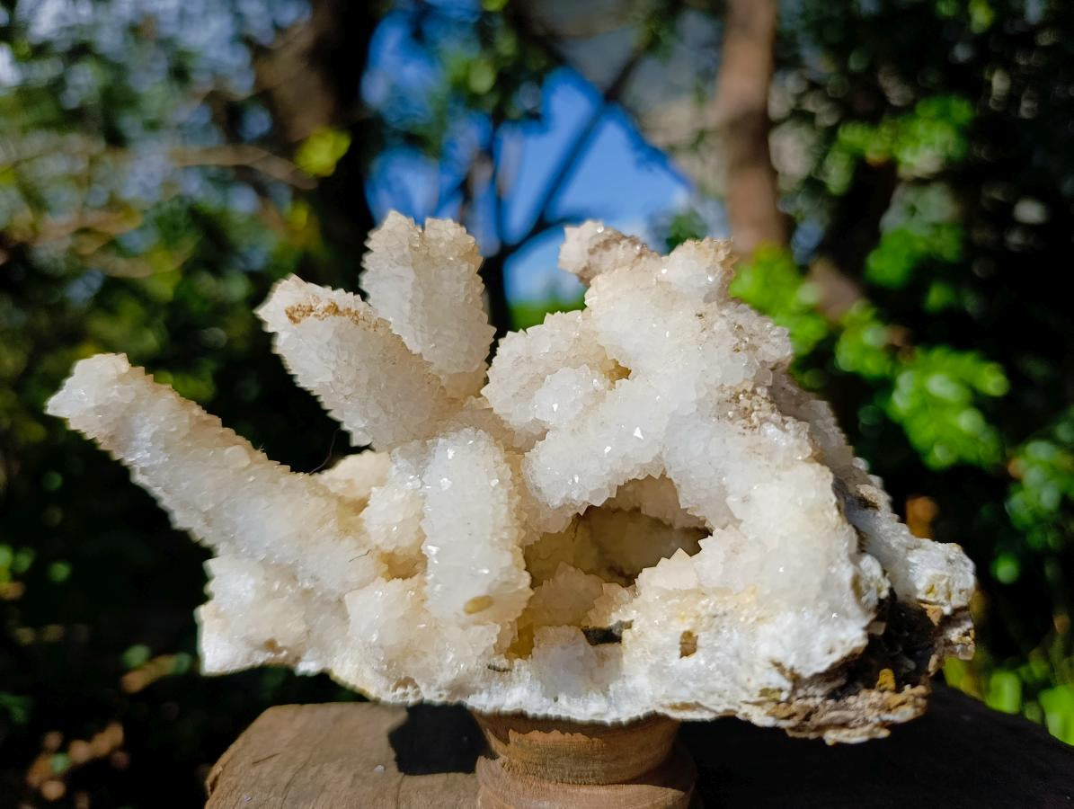 Natural Large Lesotho Snow Quartz Finger Cluster x 1 From Albert's Mountain