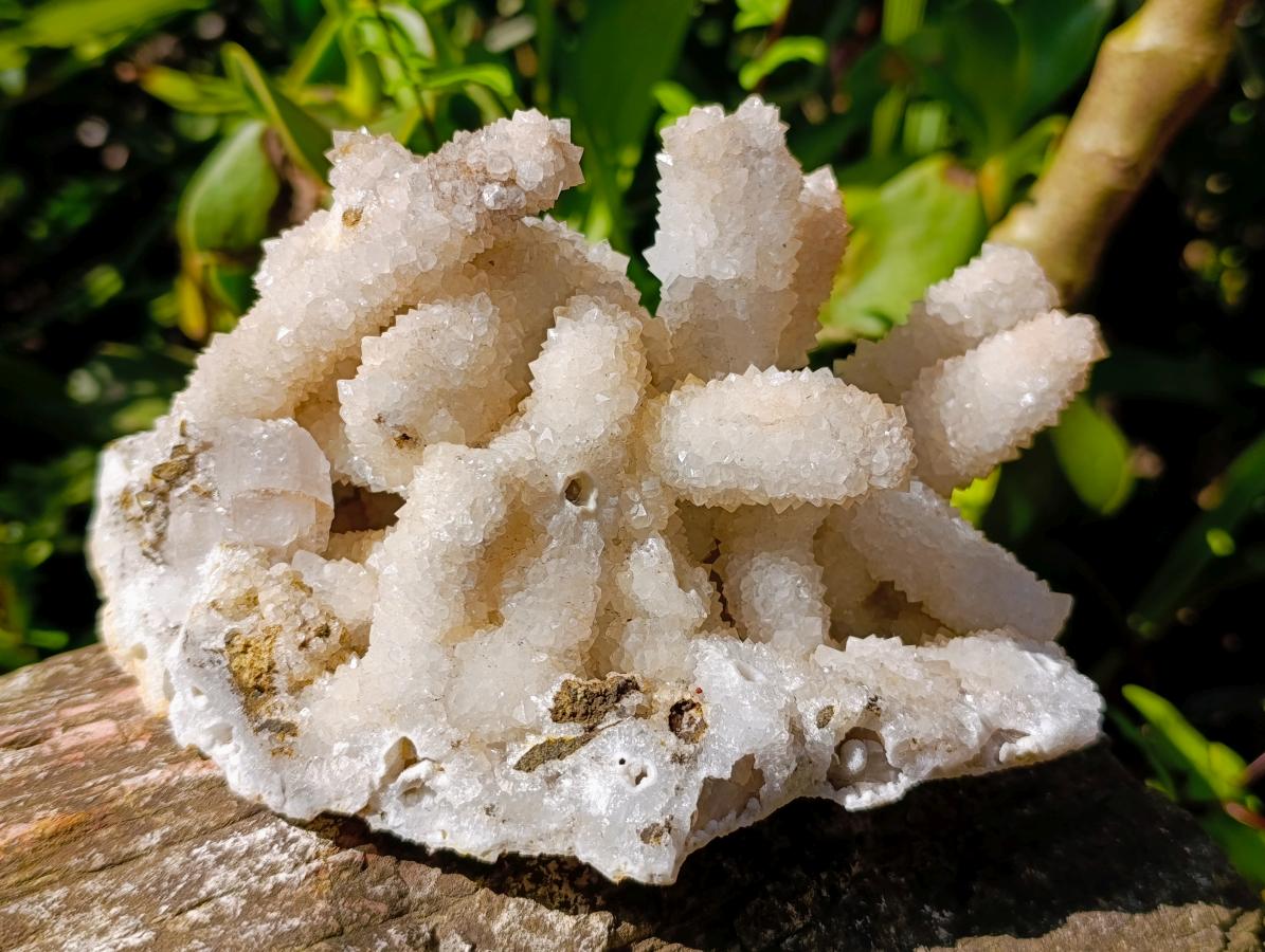 Natural Large Lesotho Snow Quartz Finger Cluster x 1 From Albert's Mountain