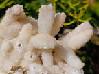 Natural Large Lesotho Snow Quartz Finger Cluster x 1 From Albert's Mountain
