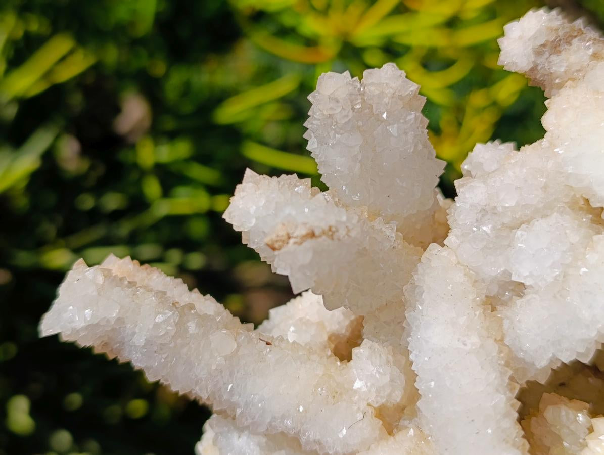 Natural Large Lesotho Snow Quartz Finger Cluster x 1 From Albert's Mountain