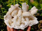 Natural Large Lesotho Snow Quartz Finger Cluster x 1 From Albert's Mountain