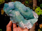 Natural Green Cubic Fluorite Crystal Specimen x 1 From Mandrosonoro Madagascar