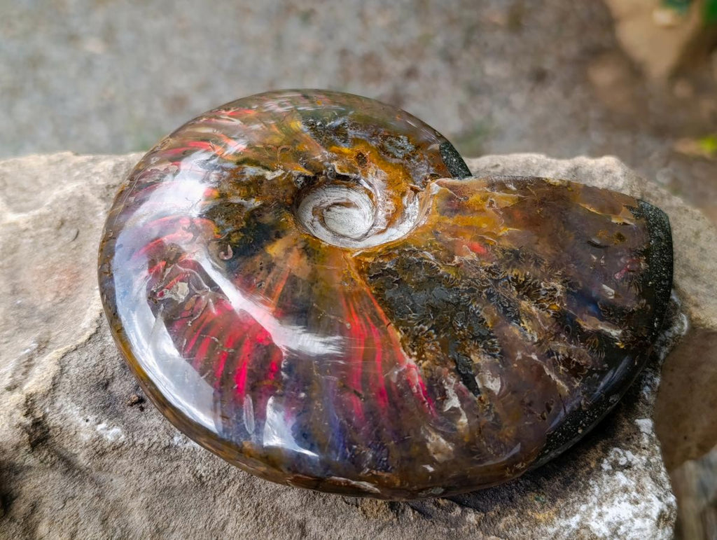 Polished Cleoniceras Ammolite Opalized Ammonite Fossil x 1 From Tulear, Madagascar