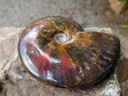 Polished Cleoniceras Ammolite Opalized Ammonite Fossil x 1 From Tulear, Madagascar