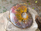 Polished Cleoniceras Ammolite Opalized Ammonite Fossil x 1 From Tulear, Madagascar