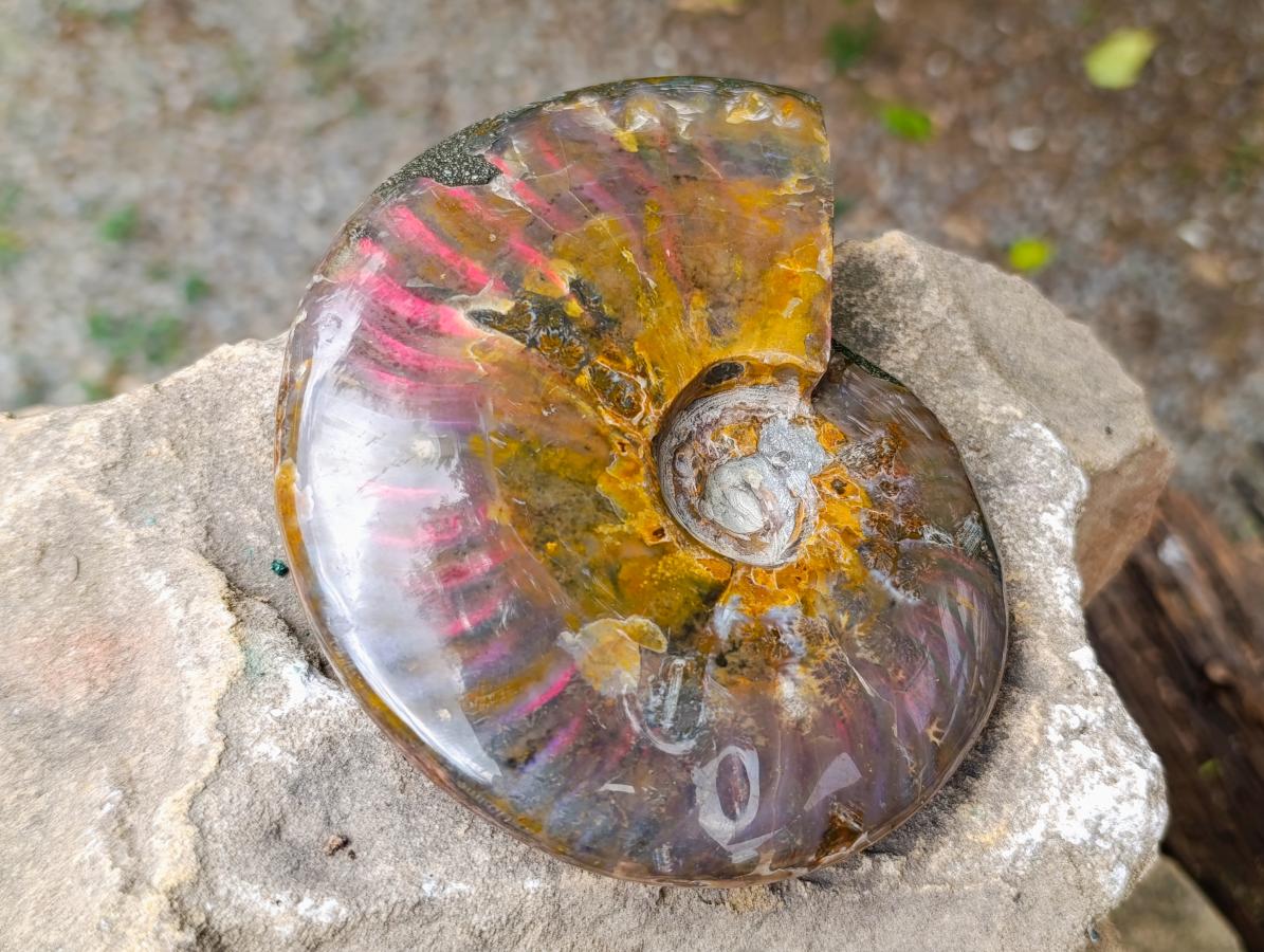Polished Cleoniceras Ammolite Opalized Ammonite Fossil x 1 From Tulear, Madagascar
