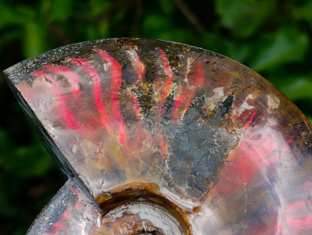 Polished Cleoniceras Ammolite Opalized Ammonite Fossil x 1 From Tulear, Madagascar
