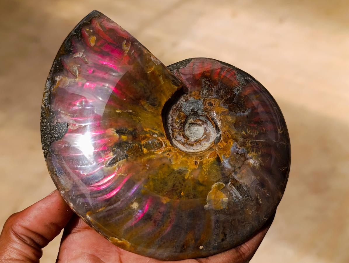 Polished Cleoniceras Ammolite Opalized Ammonite Fossil x 1 From Tulear, Madagascar