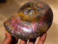 Polished Cleoniceras Ammolite Opalized Ammonite Fossil x 1 From Tulear, Madagascar