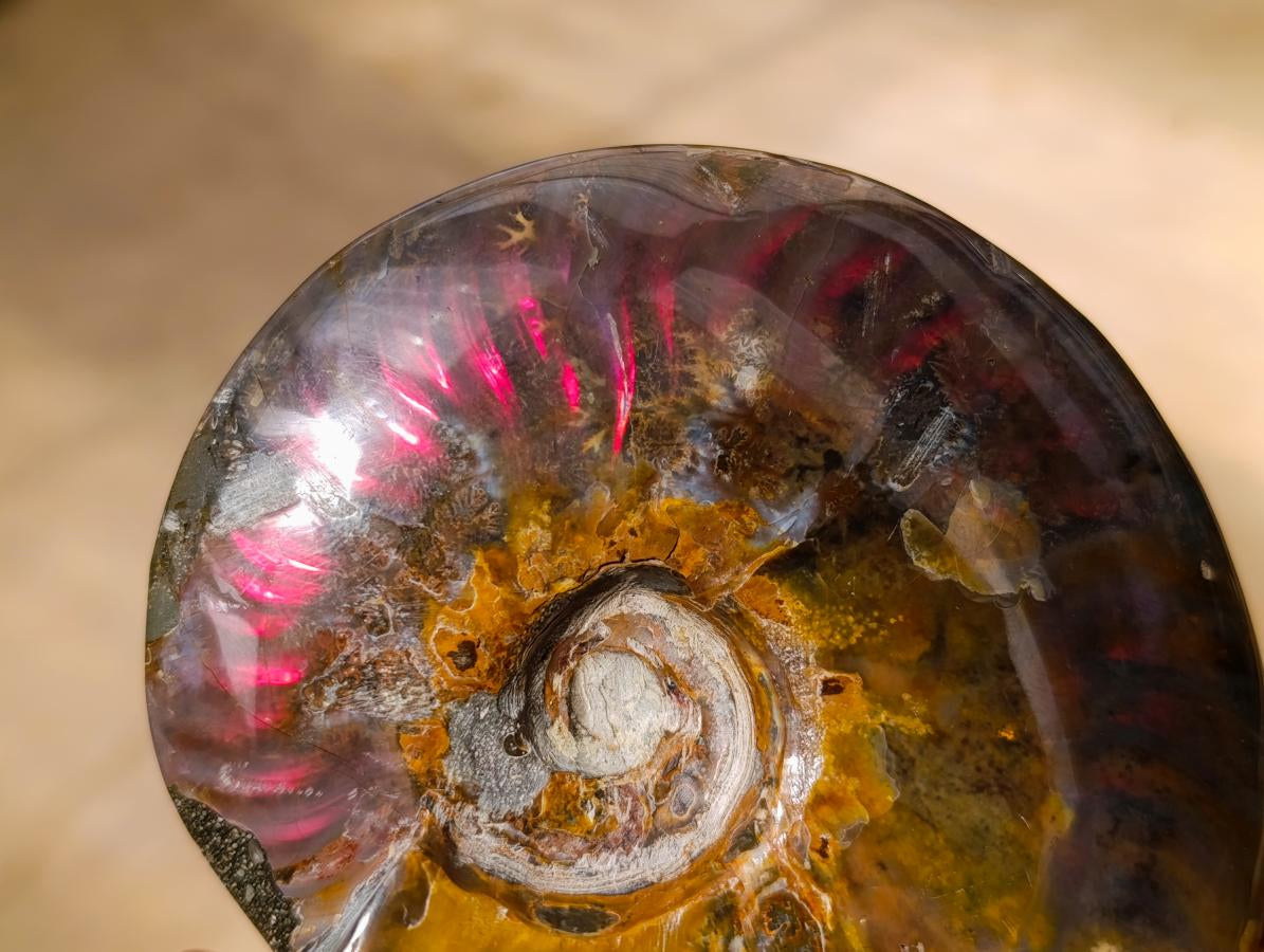 Polished Cleoniceras Ammolite Opalized Ammonite Fossil x 1 From Tulear, Madagascar