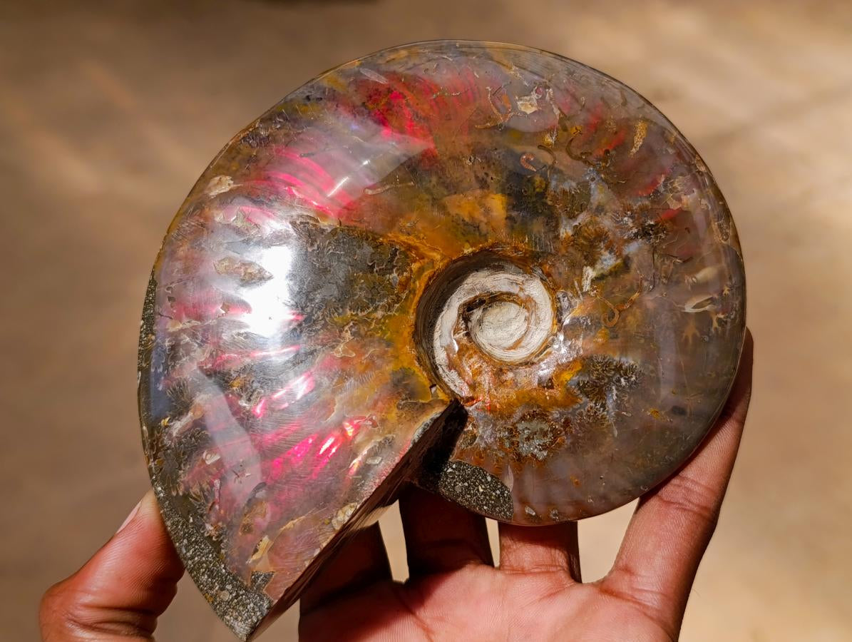Polished Cleoniceras Ammolite Opalized Ammonite Fossil x 1 From Tulear, Madagascar