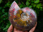 Polished Cleoniceras Ammolite Opalized Ammonite Fossil x 1 From Tulear, Madagascar