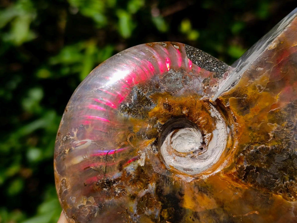 Polished Cleoniceras Ammolite Opalized Ammonite Fossil x 1 From Tulear, Madagascar