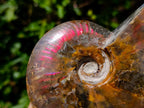 Polished Cleoniceras Ammolite Opalized Ammonite Fossil x 1 From Tulear, Madagascar