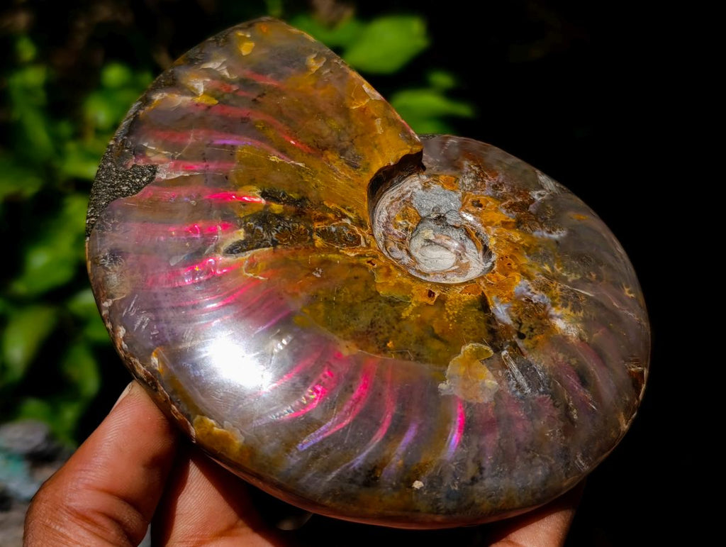 Polished Cleoniceras Ammolite Opalized Ammonite Fossil x 1 From Tulear, Madagascar