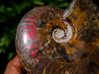 Polished Cleoniceras Ammolite Opalized Ammonite Fossil x 1 From Tulear, Madagascar