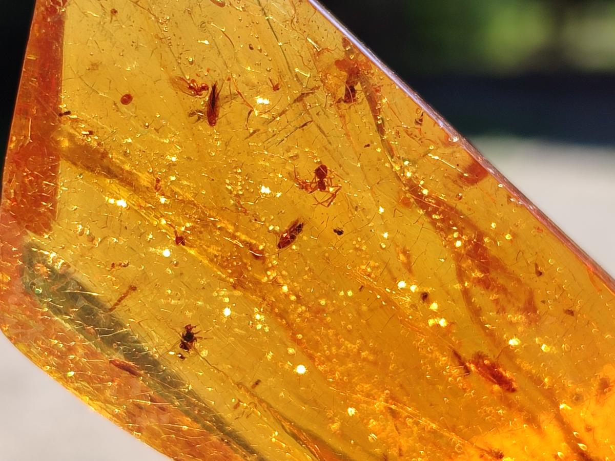 Polished Large Copal Amber with Insect Inclusions x 1 From Nosy Varika Madagascar
