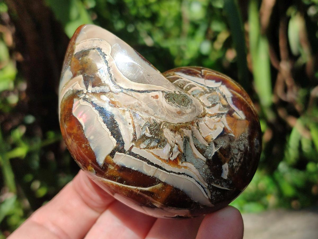 Polished Whole Opalized Nautilus Fossil x 1 From Maintirano Madagascar