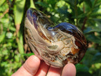 Polished Whole Opalized Nautilus Fossil x 1 From Maintirano Madagascar