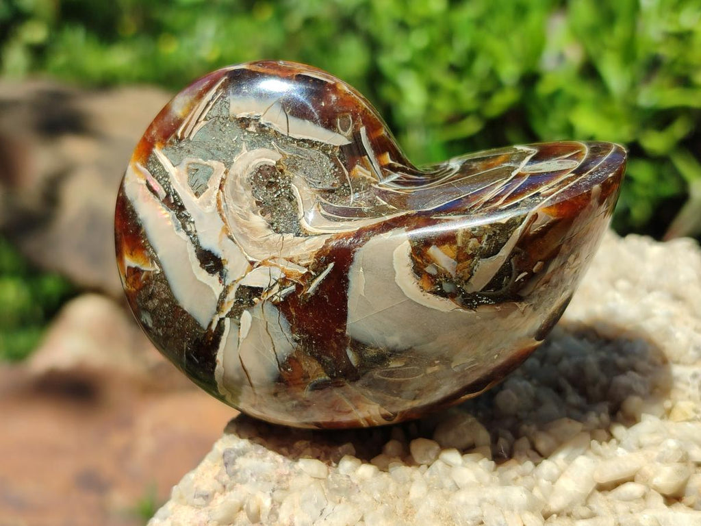 Polished Whole Opalized Nautilus Fossil x 1 From Maintirano Madagascar